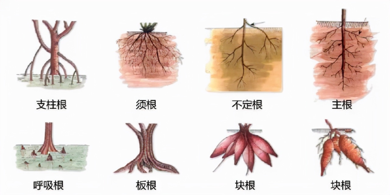 花的基本结构简图（教科书般的植物形态图解）