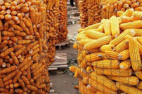 九九重阳节到了，俗话说“九九晴一冬凌，九九阴一冬温”，啥意思