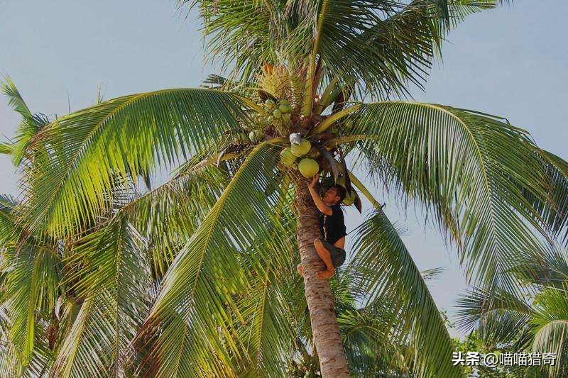 「奇闻趣事」世界十大奇葩职业，闻屁师？舍身饲蚊者？（下）