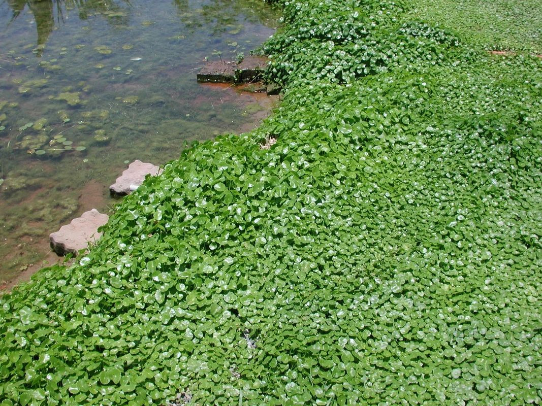 水边植物图片及名称图片