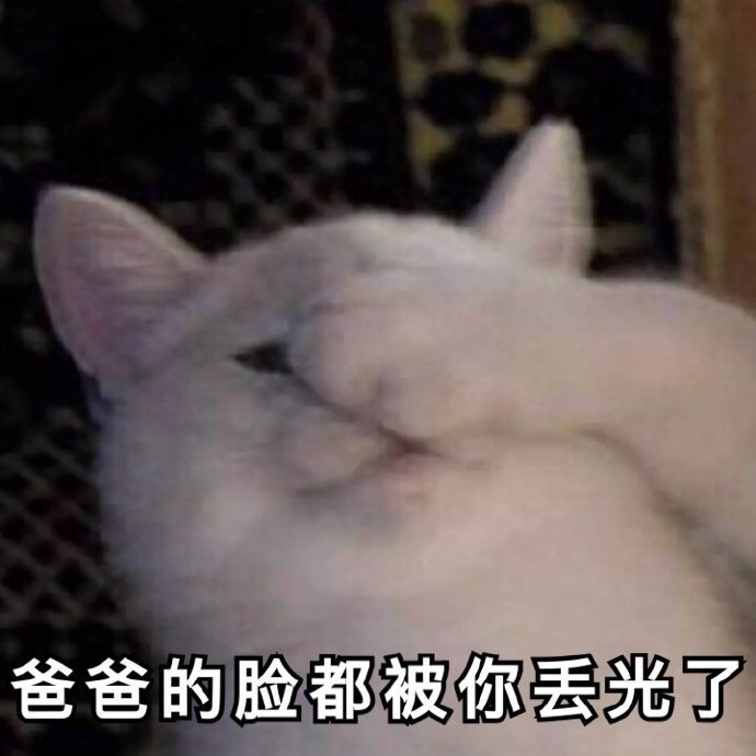 猫咪表情包合集｜老子可爱吗？