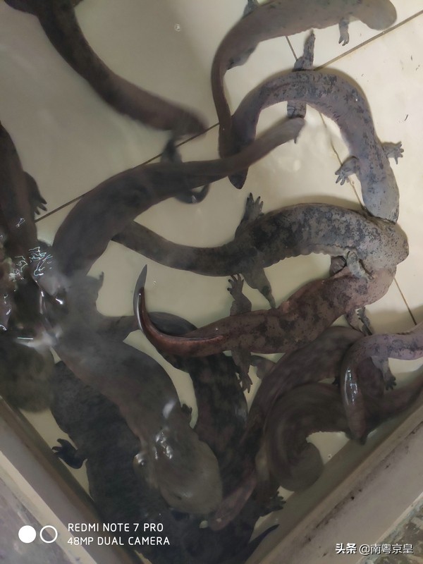 清远北江河边有个小渔村~白庙，还有个娃娃鱼养殖基地雪鲵庄园