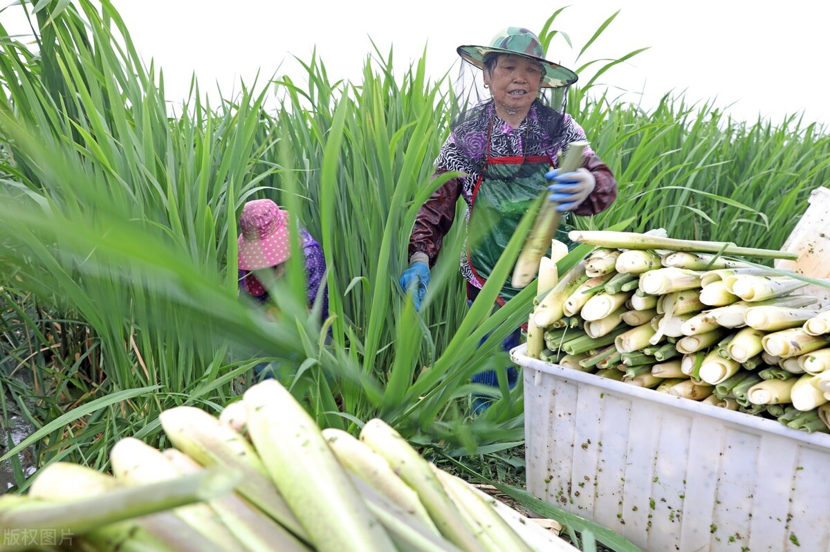 茭白种植技术_农业技术网