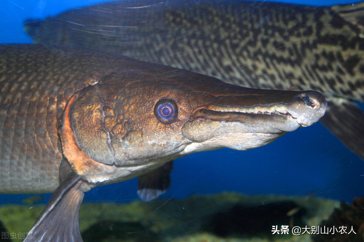 鳄雀鳝的“怒吼”：在美国老家活到濒危，入侵广州却能称王称霸