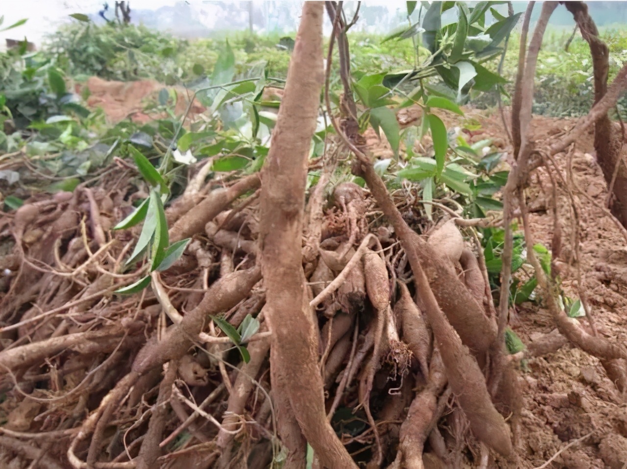 牛大力价格几多钱一斤炒得很火的牛大力