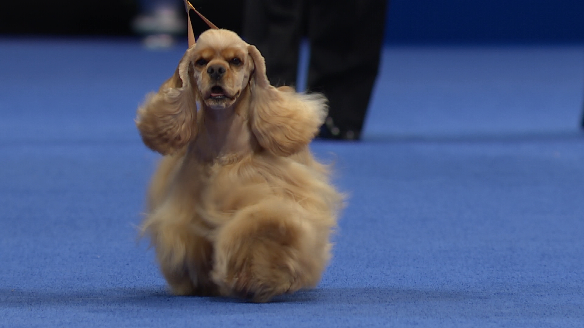 可卡犬優缺點適合什麼人養(可卡犬的優點和缺點可愛時尚)