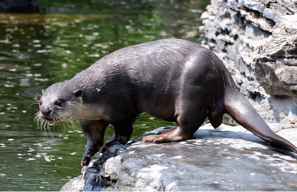 老人常说的“水猴子”是什么？真是水鬼找人顶命？到底什么来头？