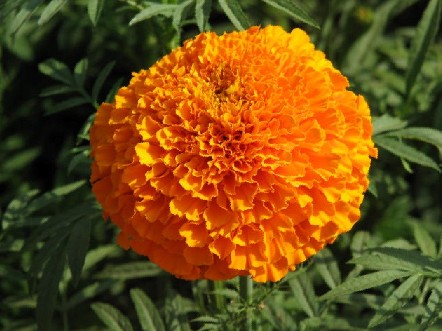万寿菊花期如何（万寿菊是一种常见的园林绿化花卉）