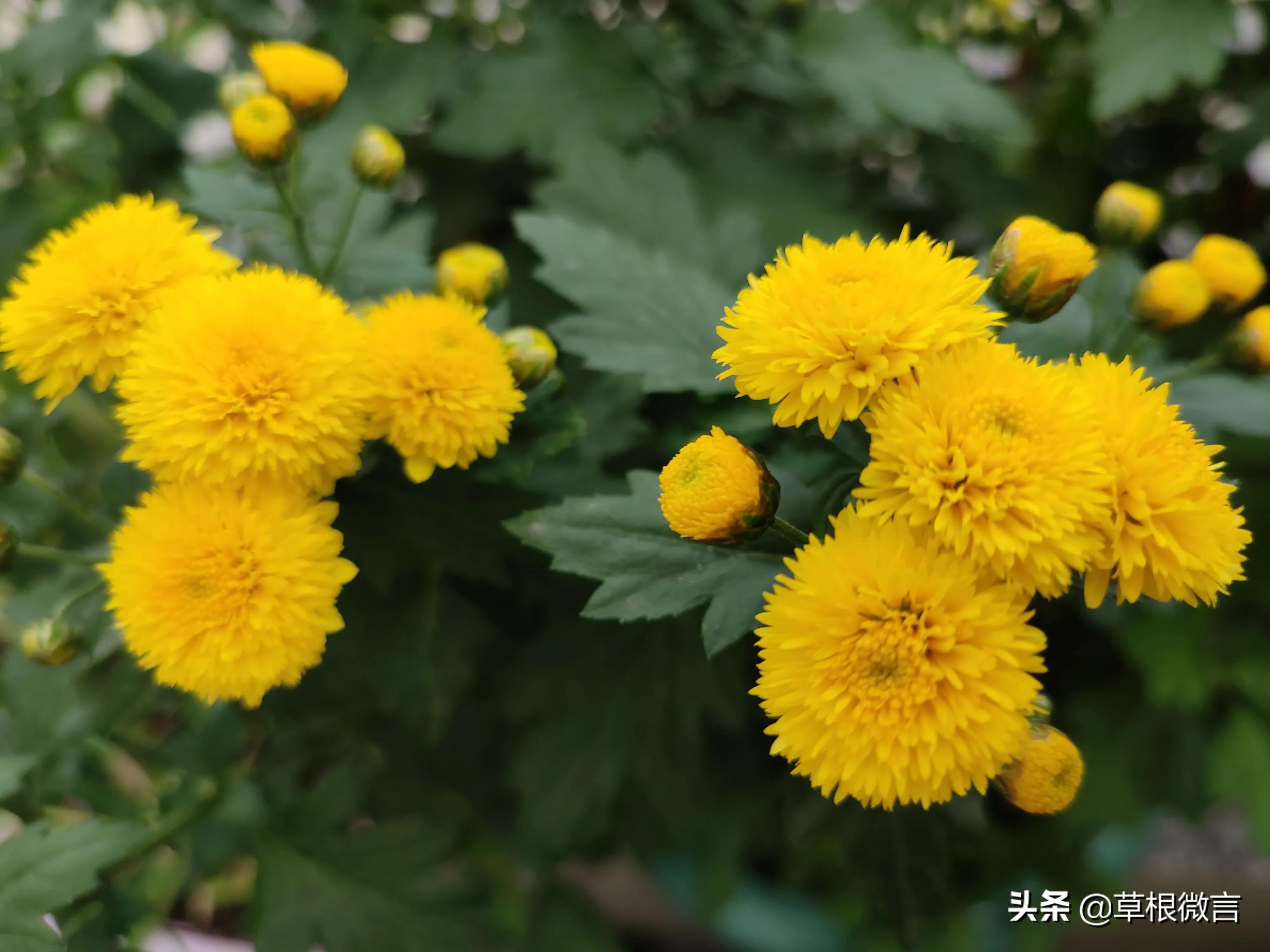 七绝丨露台菊花开（附：养花心语）