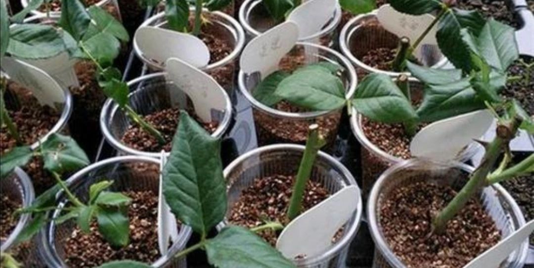 生根粉的危害（养花时杀菌剂和生根粉不能乱用）