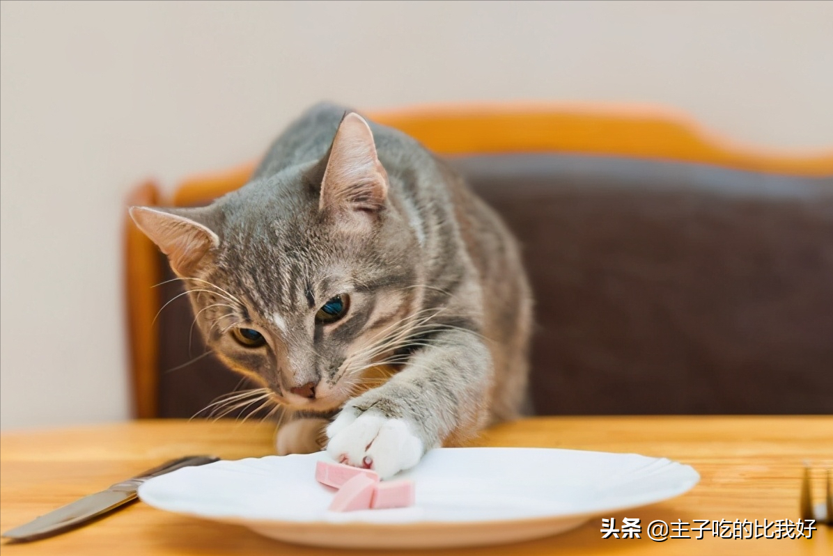 300和3000的猫有什么区别？带你了解阴影下的宠物繁殖行业？