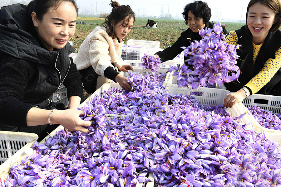 5万朵花出一斤干货，原产希腊如今“炒作失败”，以后别上当了