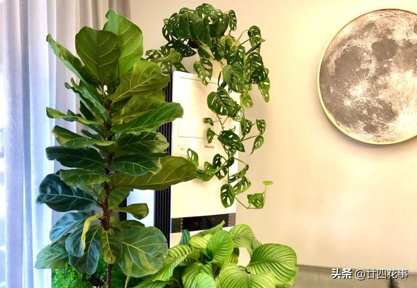 十大耐阴室内绿植推荐：适合低光照环境的优质观叶植物