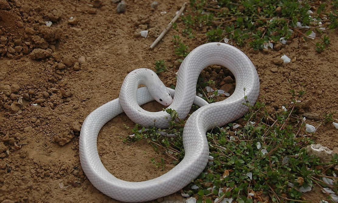 我们都喜欢白色的动物,今天就来说说,白色的动物是咋回事