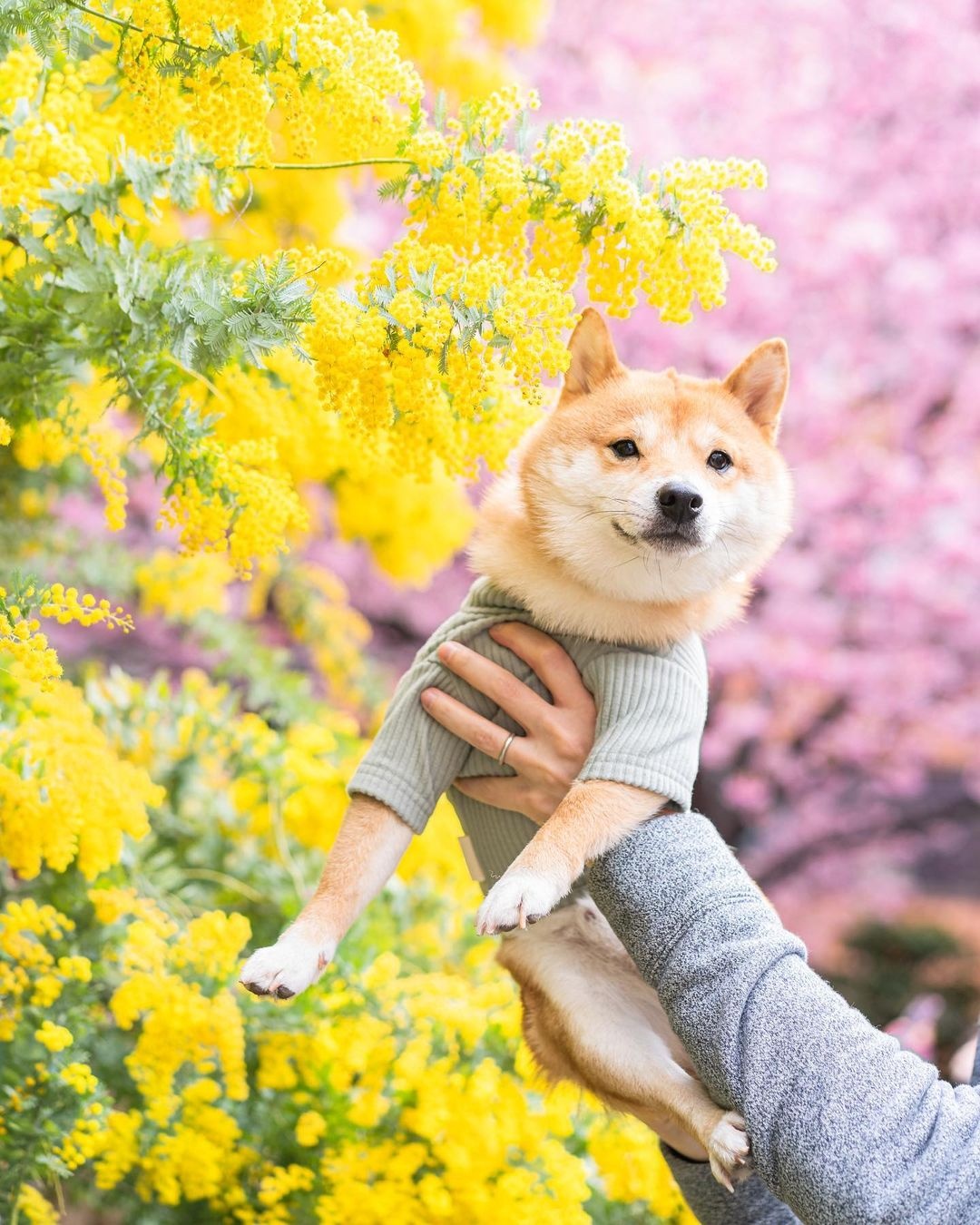 狗的图片(Ins上超可爱的柴犬marutaro，高清可爱的照片分享（12张）)