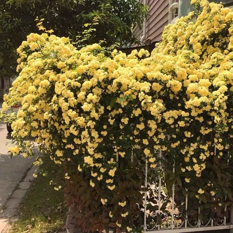 我国十大香花，家里养一盆，繁花满枝，满室生香