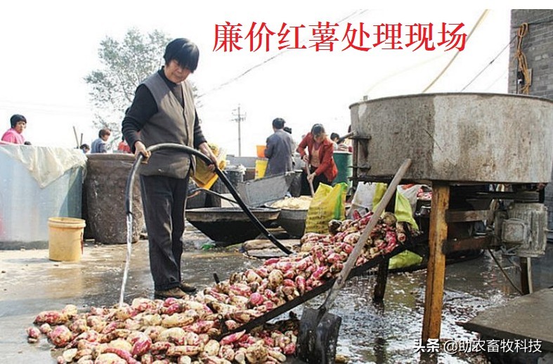 散养猪场利用廉价滞销红薯等大幅度降低饲料成本的实战操作技术