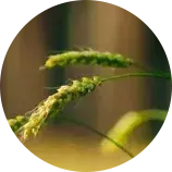 小满物语丨将满未满,知足常乐