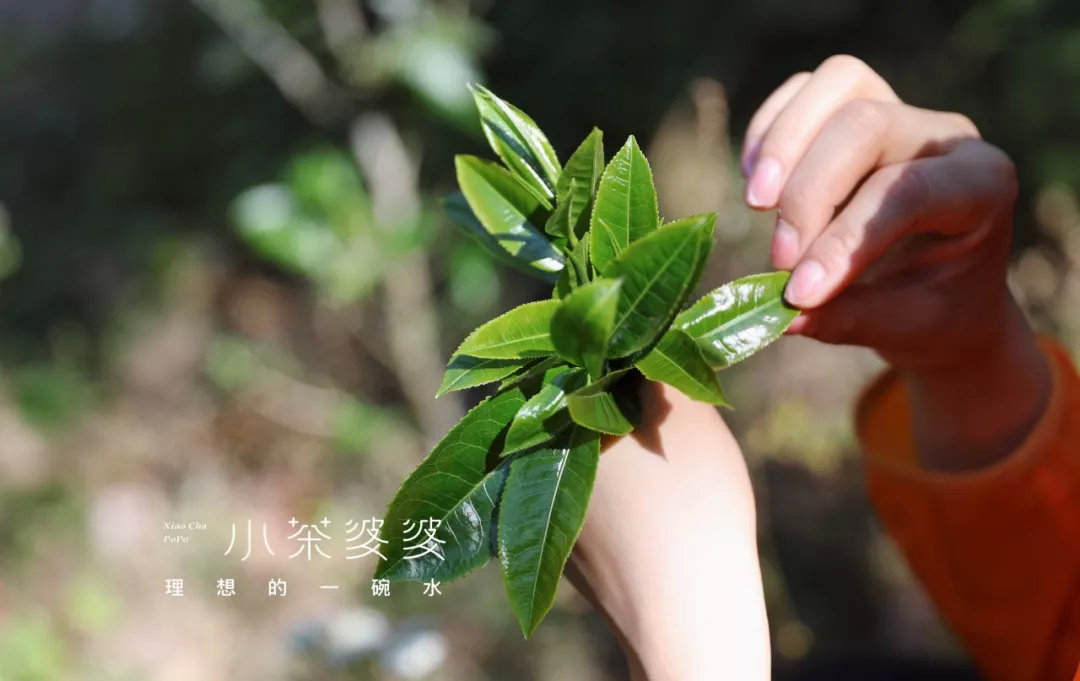寻香景迈 | 景迈山是云南最美的茶山，云海养心，姑娘养眼