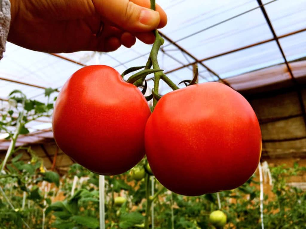 网红西红柿普罗旺斯火了(普罗旺斯普罗旺斯西红柿) - 趣味头条