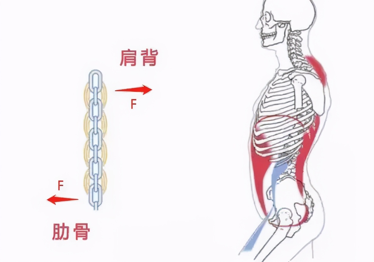 怎样判断胸的罩杯(女生必看！如何判断自己是不是隐藏的大胸妹？)