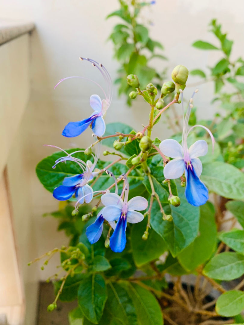 1种花开花真洋气，花朵像极了“蓝蝴蝶”，人见人爱
