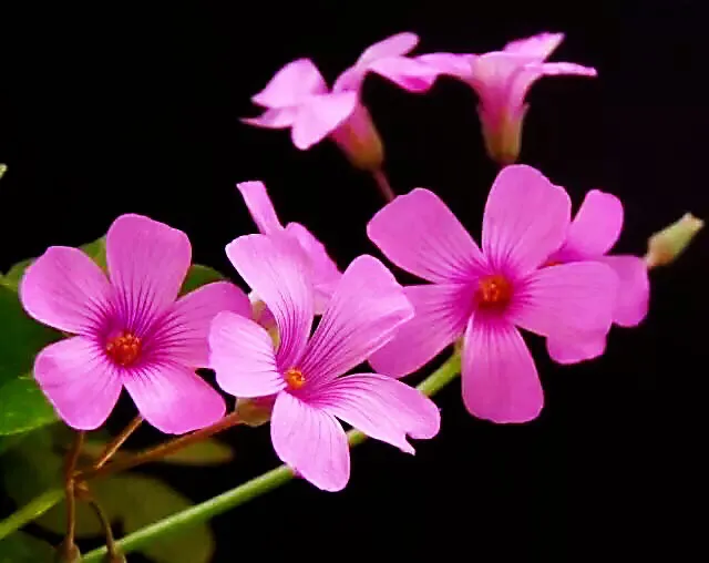 红花酢浆草是什么植物（红花酢浆草的生长环境）