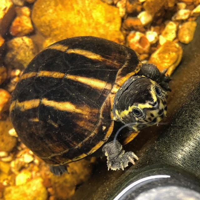 呈现淡黄色,北种果核的背甲颜色较深,同时有较为明显的三条龙骨线