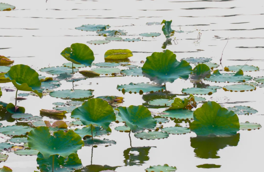 中国烹饪大师坐镇，拥有国内首创美食，沈阳这所高校火上“热搜”