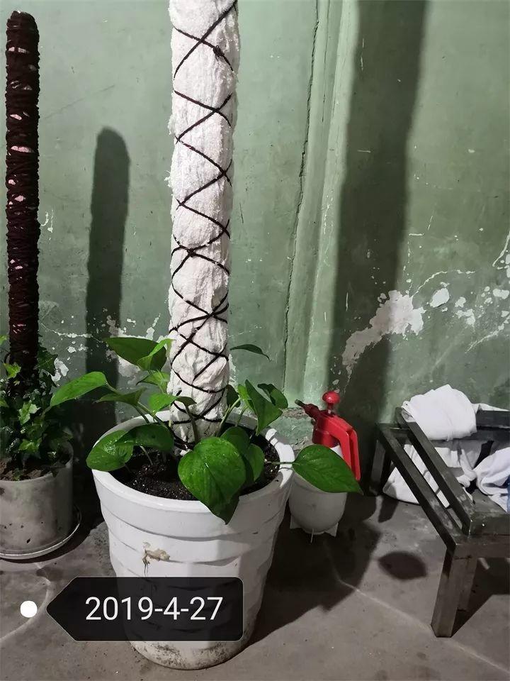 一盆刚种的绿萝,养成2米高的绿萝柱,咋养的?