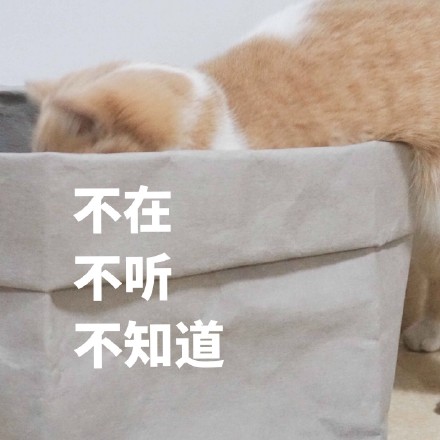 猫咪表情包：你不对劲，小老弟