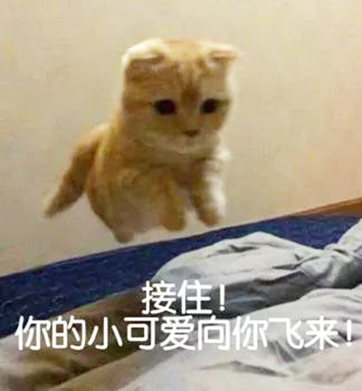 猫咪表情包：关下灯，谢谢