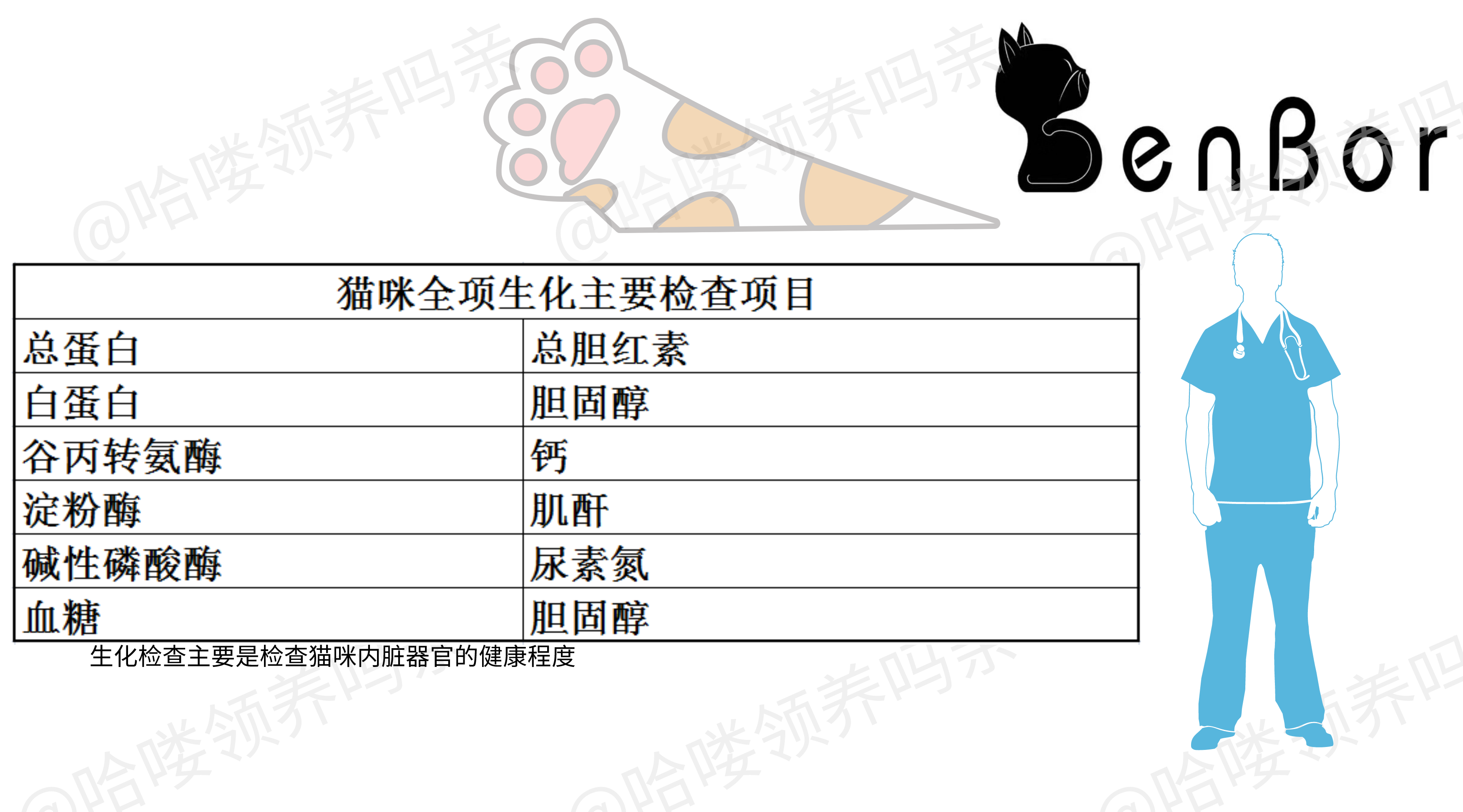 DR和B超影像有啥区别？全项生化查了个啥？收下这份猫咪体检手册