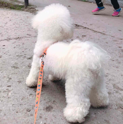 养比熊犬的禁忌