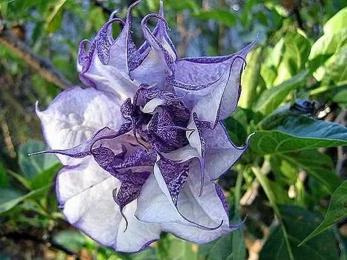 十大地狱恶魔之花(象征黑暗的地狱十种恶魔之花)