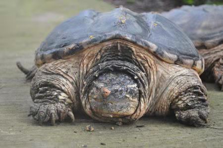 这些总被人们吹嘘成什么新奇物种的生物，在观赏鱼市场很常见