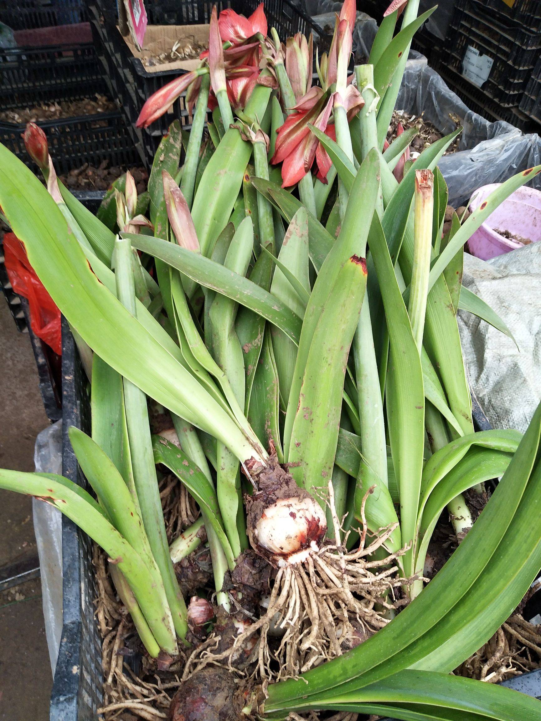 朱顶红根盘烂没了怎么办,朱顶红根盘烂没了怎么办视频