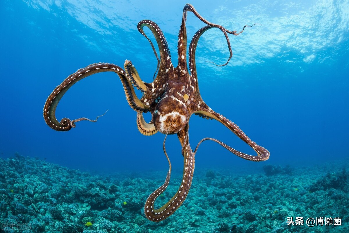 外星生物章鱼为何成为欧洲杯新晋网红(为什么科学家说章鱼是外星生物)