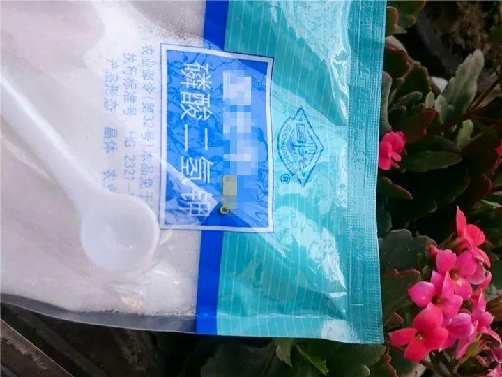 这12种花快施肥，根壮叶绿，还能提早开花