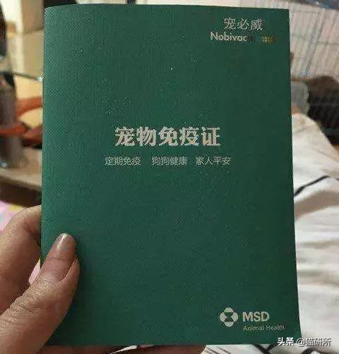 猫咪火车托运全指南：15个最常见问题全解答