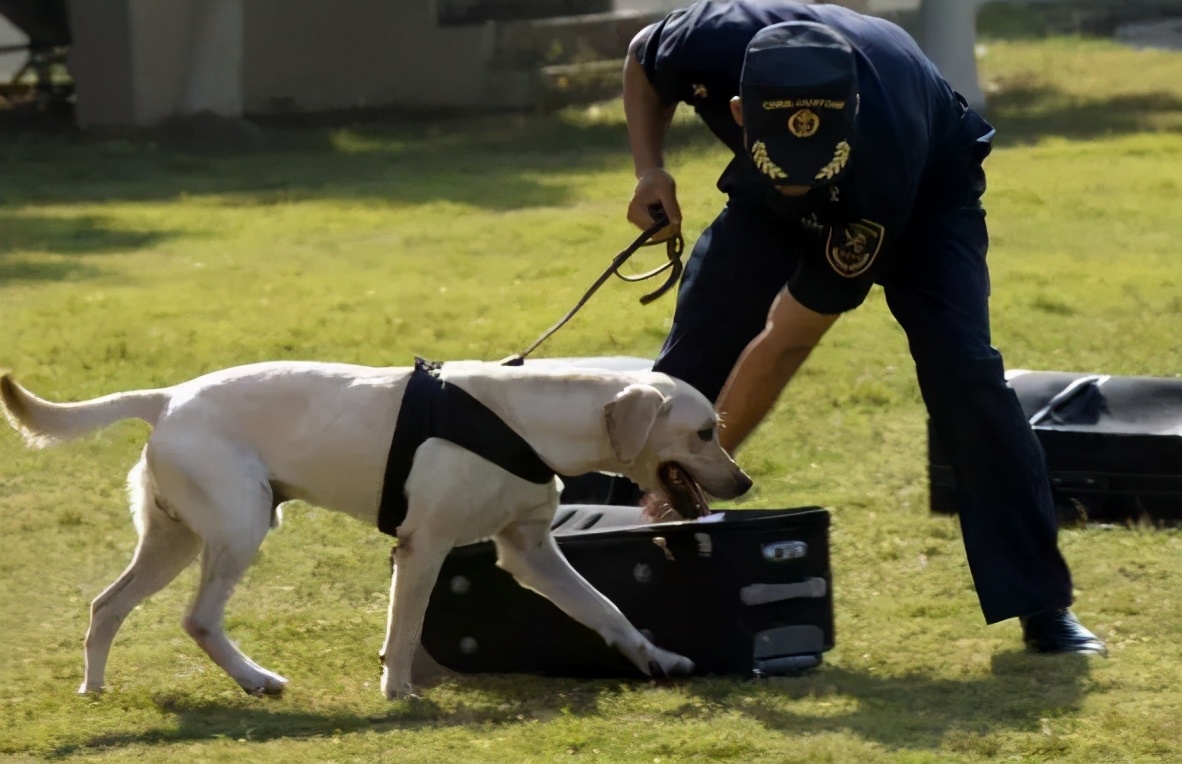 拉布拉多犬怎么训练比较好？这几招可以帮到你