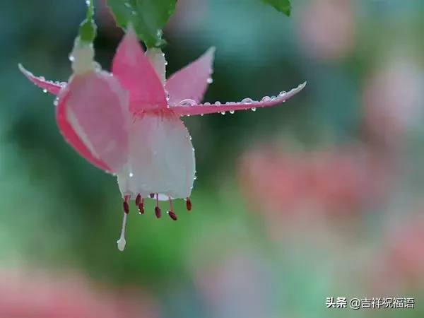 朋友 就是雨中的伞（太美了）