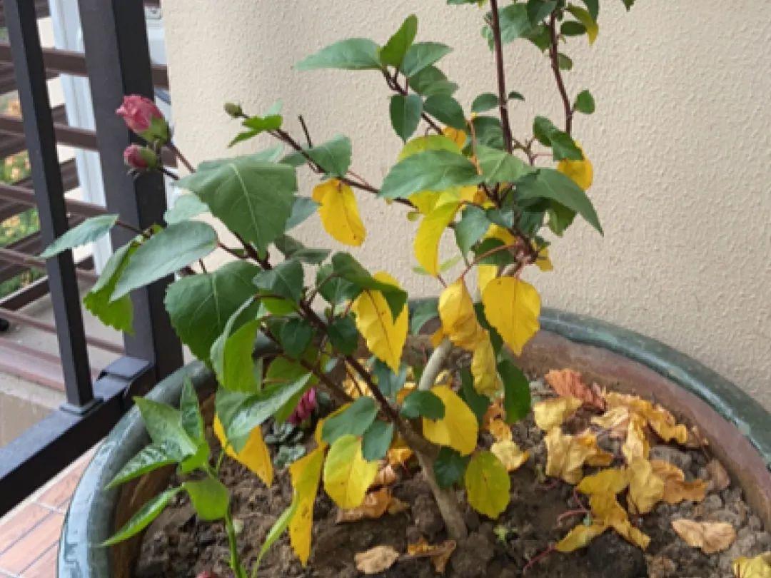 栀子花叶子发黄图解(各种植物黄叶的原因和解决方法)