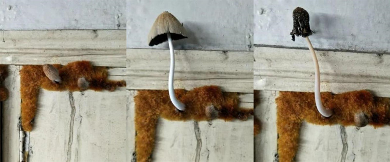 因寒碜出名的大学宿舍，部分图片引起不适，堪比招生“减”章