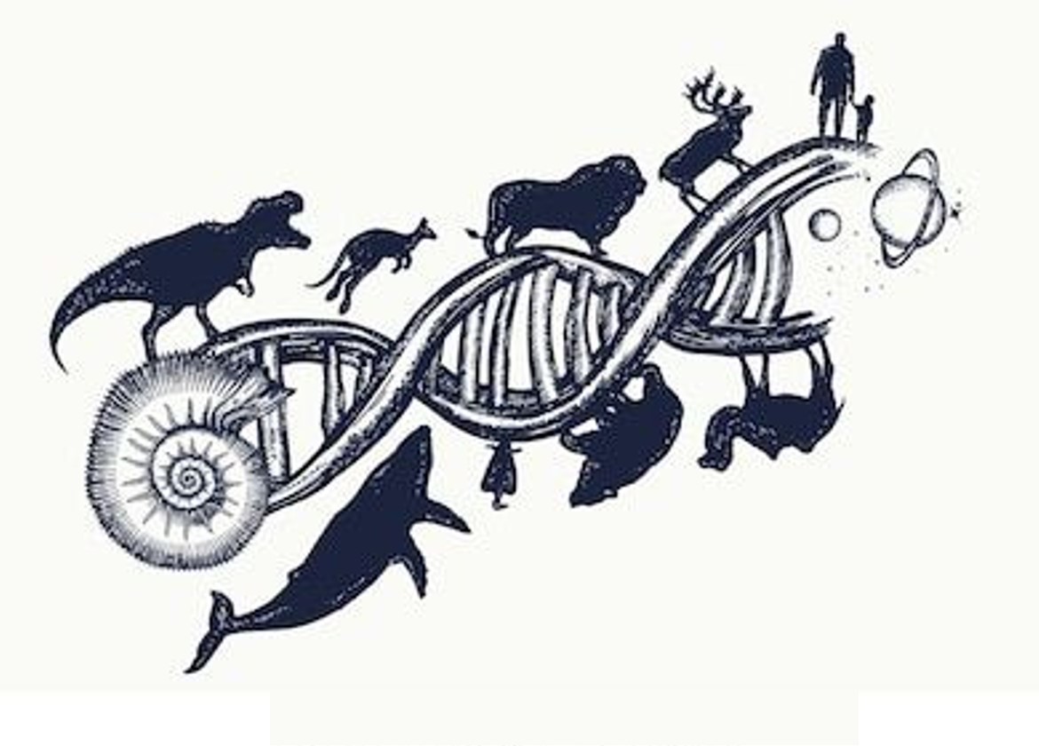 偶然与必然:浅析自然选择的进化