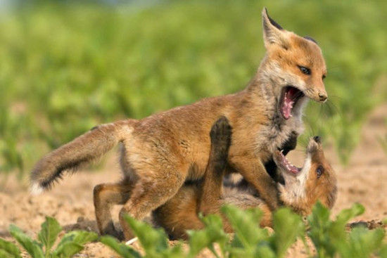 沈石溪小说《混血豺王》告诉我们什么叫名正言顺,人设很重要