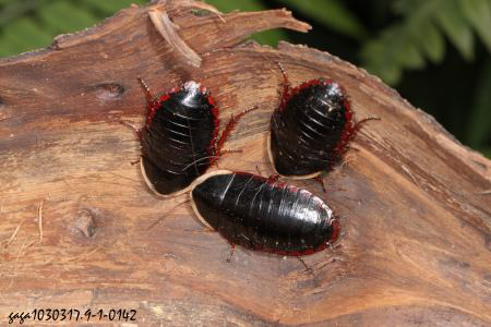 可不止有偷偷入侵寝室的美洲大蠊(南方室内常见),德国小蠊(北方室内