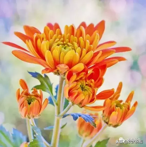 万花凋零，落红成殇——春之终章的哀婉独白