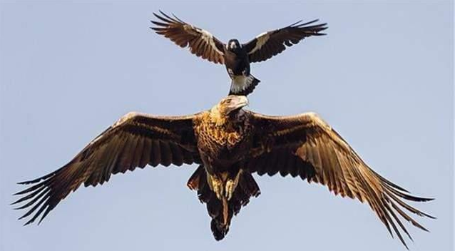 老鹰的天敌(老鹰的天敌是什么?号称鸟中"平头哥",体型却只有麻雀大小)