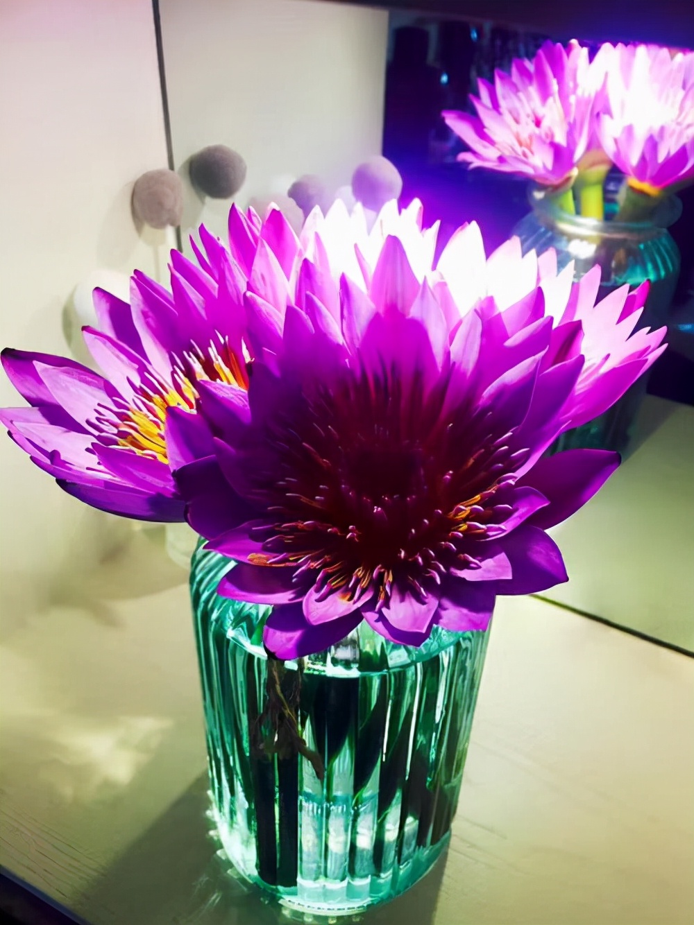 鲜插花睡莲怎么养小技巧图文